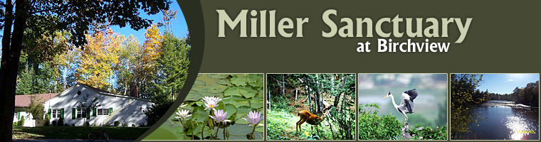 Header Graphic